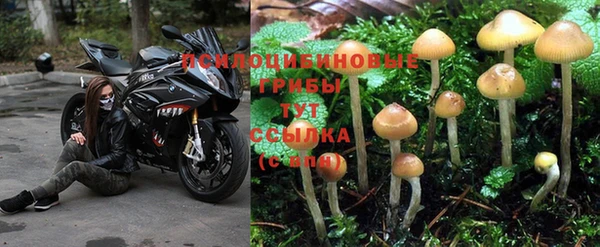 гидра Алексин